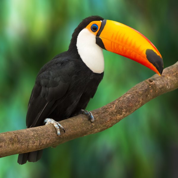 Tucan